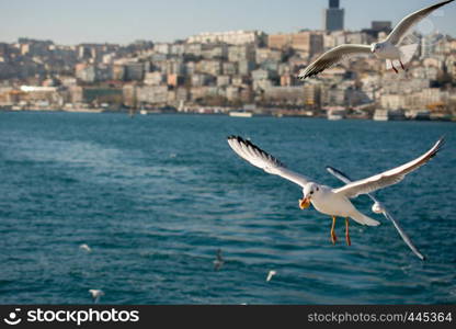 Seagulls are on and over the sea waters