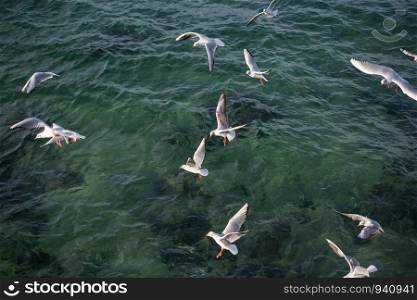 Seagulls are on and over the sea waters