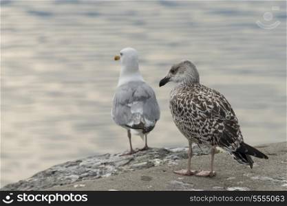 Seagulls at Norris Point, Gros Morne National Park, Newfoundland And Labrador, Canada