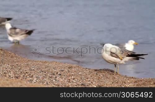 Seagulls bathing in the sea