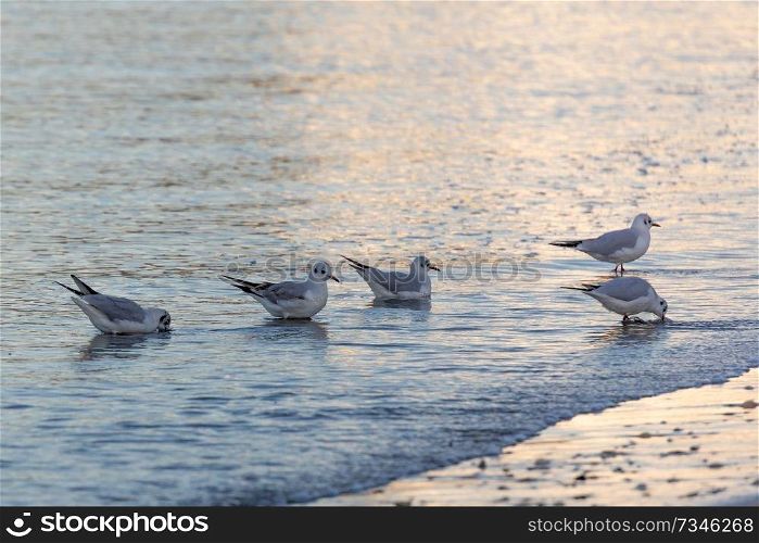 Seagulls eating on the shore of the beach during sunset