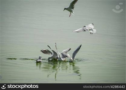 Seagulls feasting on green lake at Ioninna, Greece.
