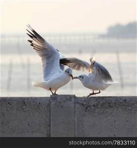 Seagulls fighting for the food