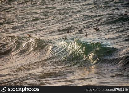 Seagulls fishing atop crashing waves at Sennen Cove in Cornwall during late sunset