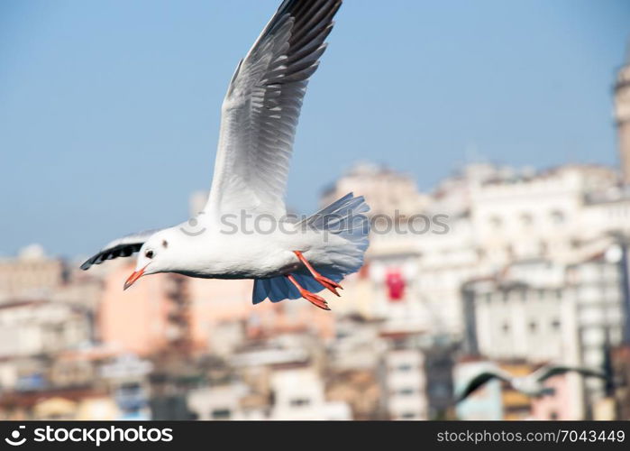 Seagulls fly in sky over the sea in Istanbul in the urban environment