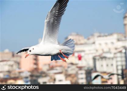 Seagulls fly in sky over the sea in Istanbul in the urban environment