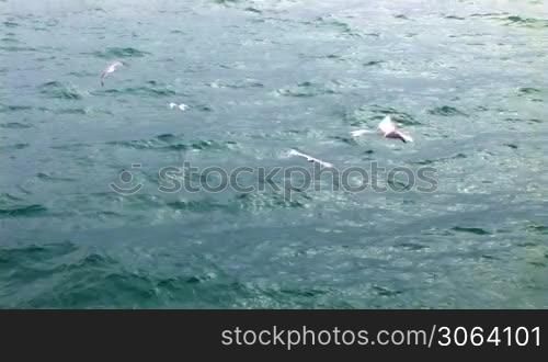 seagulls fly over the waves