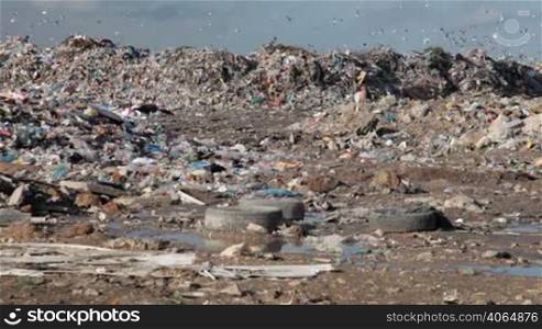 Seagulls fly over waste dump