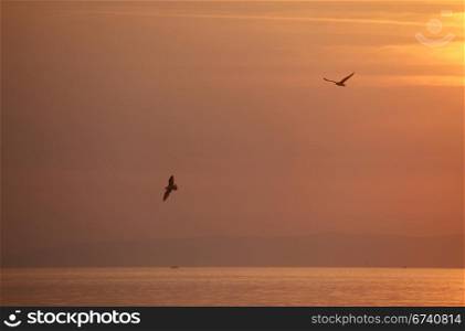 seagulls flying around in the sunset