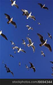 Seagulls Flying in Blue Sky