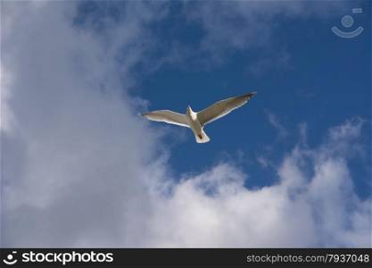 seagulls flying in the blue sky