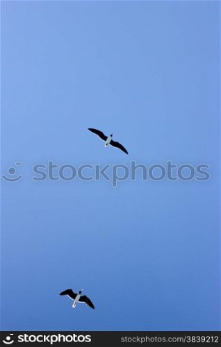 Seagulls Flying in The Blue Sky. Blue Sky Background.. Seagulls Flying in The Blue Sky.