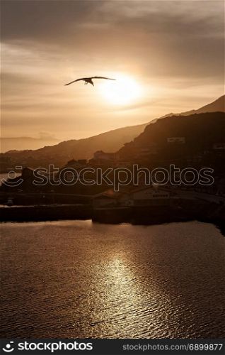 Seagulls flying in the sky at sunset over the sea with mountains on background. Seagulls flying in the sky at sunset