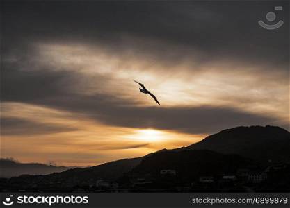 Seagulls flying in the sky at sunset with mountains on background. Seagulls flying in the sky at sunset