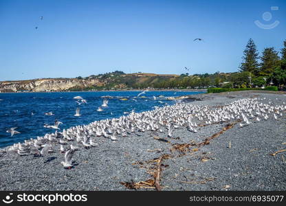 Seagulls flying on Kaikoura beach, New Zealand. Seagulls on Kaikoura beach, New Zealand