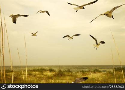 Seagulls flying over beach.