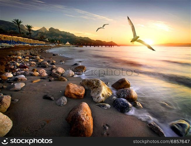 Seagulls flying over beach in Mediterranean sea at sunset, Turkey