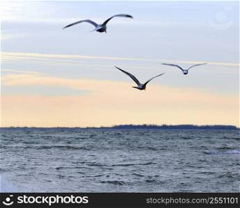 Seagulls flying over ocean at quiet sunset