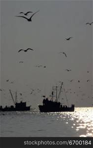 Seagulls Flying over Shrimp Boats