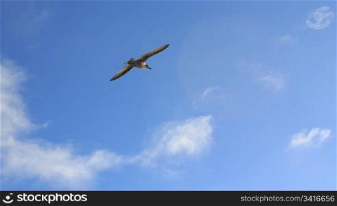 seagulls flying over the blue sky