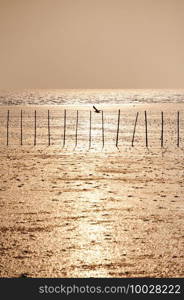 Seagulls gliding above gulf of Thailand at Bang Pu Recreation Centre