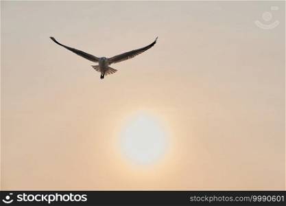Seagulls gliding above gulf of Thailand at Bang Pu Recreation Centre