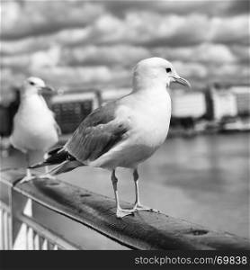 Seagulls in cruise port of Helsinki closeup, Finland. Black and white image