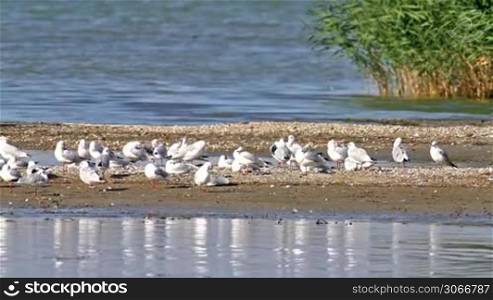 Seagulls in the lake