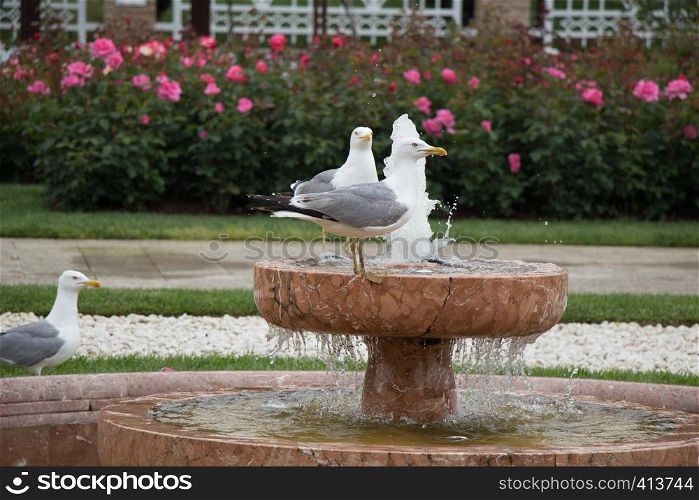 Seagulls in the park with roses