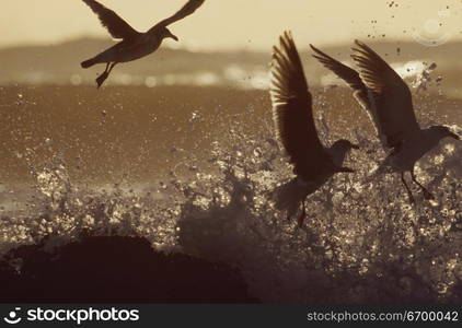 Seagulls in the Waves