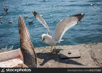 Seagulls is found on the shore of the sea