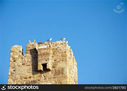 seagulls laid over a fortress rampart