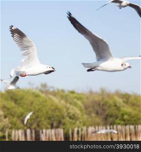 Seagulls near the mangroves. As a source of food for birds