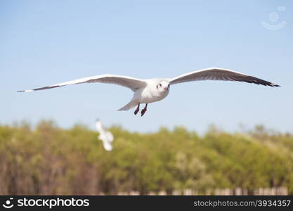 Seagulls near the mangroves. As a source of food for birds