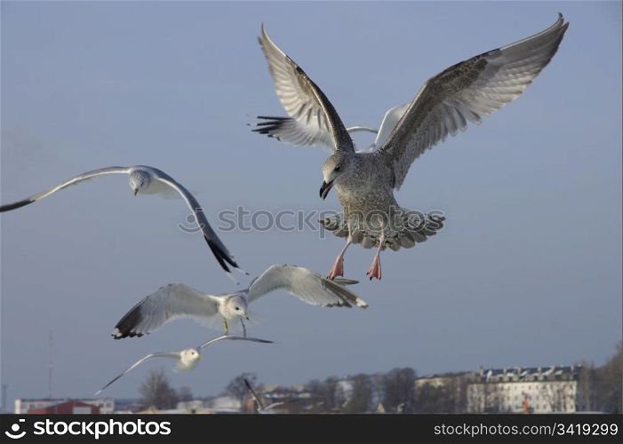 Seagulls on a background of the blue sky