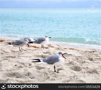 Seagulls On A Sand By The Ocean