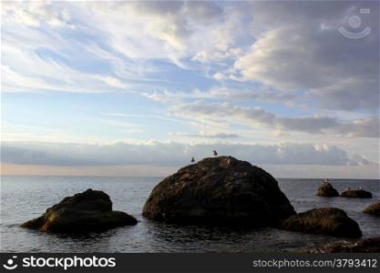 Seagulls on a sea stones at sunrise