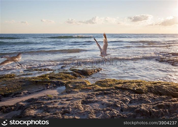 Seagulls on coastline of Mallorca, Spain