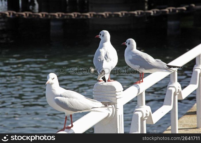 Seagulls on pier