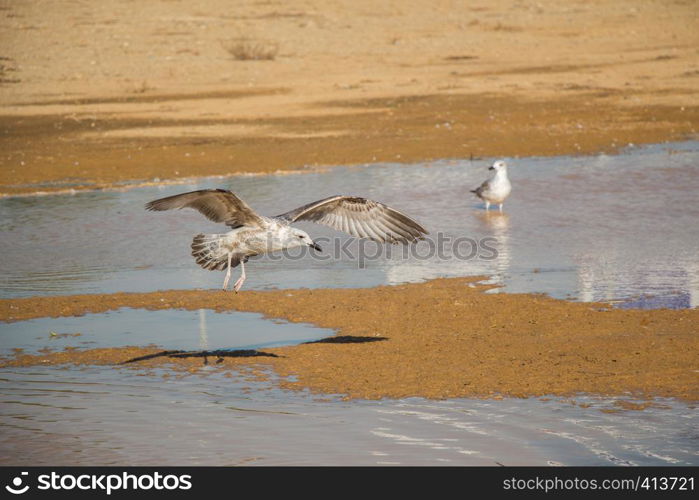 Seagulls on rest on ground with muddy waters