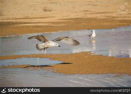 Seagulls on rest on ground with muddy waters