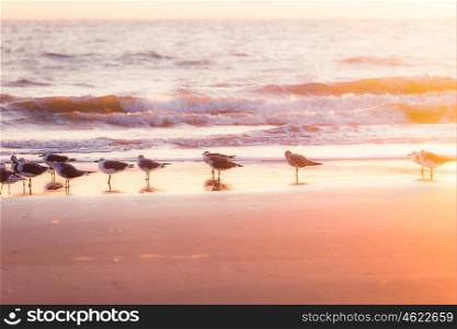 Seagulls on the beach. Atlantic ocean.