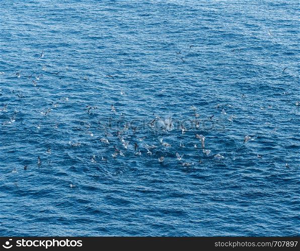 Seagulls or gulls diving into water to catch a shoal of fish close to the surface of sea. Sea birds diving into ocean for fish close to surface