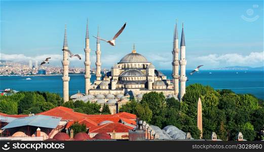 Seagulls over Blue Mosque and Bosphorus in Istanbul, Turkey. Blue Mosque in Turkey. Blue Mosque in Turkey