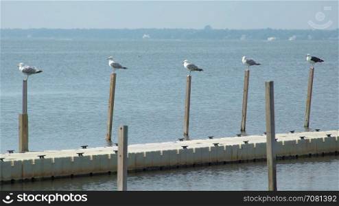 Seagulls pearched on a dock at Ho Hum beach on Fire Island