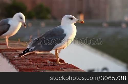 Seagulls posing in the sunrise light