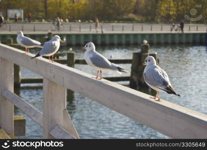 seagulls sitting on a pier in winter