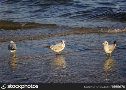 Seagulls standing in the water on sea shore.