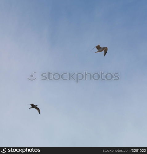 Seagulls, The Hamptons, New York