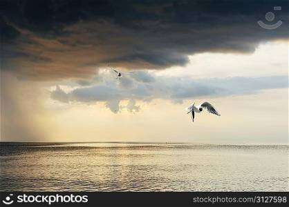 seaguls and beautiful sunset at the shore